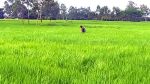 বামনায় আমন ক্ষেতে বিষ প্রয়োগের অভিযোগ!