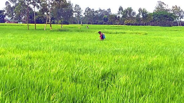 বামনায় আমন ক্ষেতে বিষ প্রয়োগের অভিযোগ!