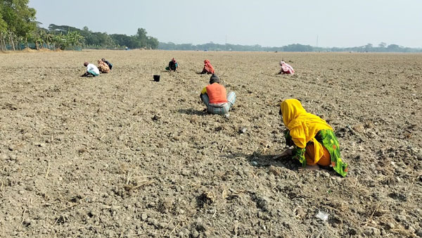 বদলে যাচ্ছে উপকূলের কৃষি অর্থনীতি