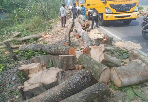 উজিরপুরে ভূয়া টেন্ডারে মহাসড়কের গাছে হরিলুট!