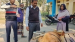ফুলবাড়ীতে কুকুরের কামড়ে ৮ছাগলের মৃত্যু