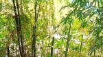 গলাচিপায় মামলা করে বিপাকে বাদি শাহিন গাজী