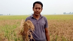 ফুলবাড়ীতে বিষ প্রয়োগে ৬বিঘা জমির ধান বিনস্ট!