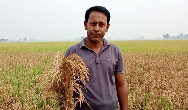 ফুলবাড়ীতে বিষ প্রয়োগে ৬বিঘা জমির ধান বিনস্ট!