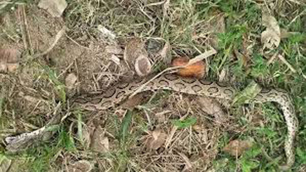 চরফ্যাশনে রাসেল ভাইপার আতংক!