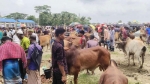 আমতলীতে কোরবানীর হাটে বেচাকেনায় মন্দা