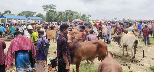 আমতলীতে কোরবানীর হাটে বেচাকেনায় মন্দা