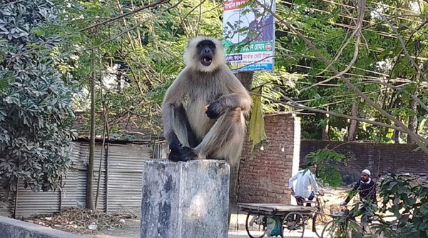 ফুলবাড়ীর বাসাবাড়ীতে মুখপোড়া হনুমানের উপদ্রব!