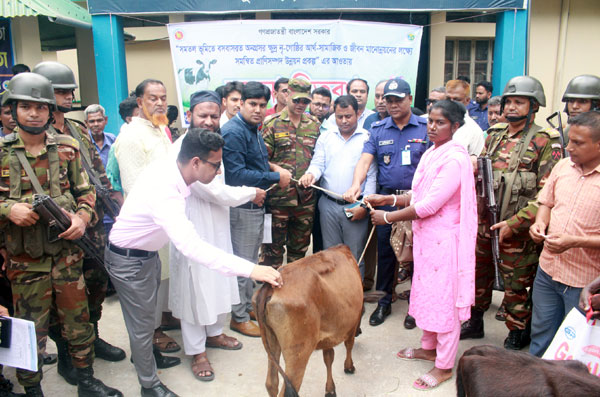 ফুলবাড়ীতে ৭০ক্ষুদ্র নৃ-গোষ্ঠীর মাঝে বকনা গরু বিতরণ