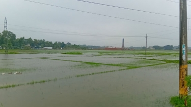 আমতলীতে বৃষ্টির জলাবদ্ধতায় আউশের বীজ রোপণ ব্যাহত