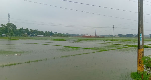 আমতলীতে জলাবদ্ধতায় আউশের বীজ রোপণ ব্যাহত