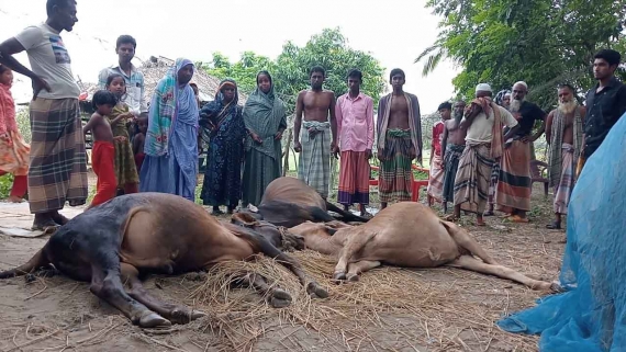 বিষ প্রয়োগে তিন গরুর মৃত্যু; ভাইয়ের বিরুদ্ধে ভাইয়ের অভিযোগ