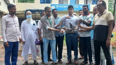 কলাপাড়ায় ১০টি তিলা ঘুঘু অবমুক্ত করেছে প্রশাসন