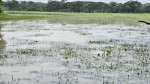 আমনের বীজ সংকটে দুমকির কৃষকরা