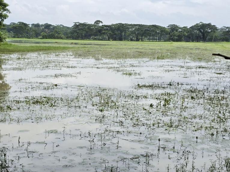 আমনে বীজ সংকটে দুমকির কৃষকরা