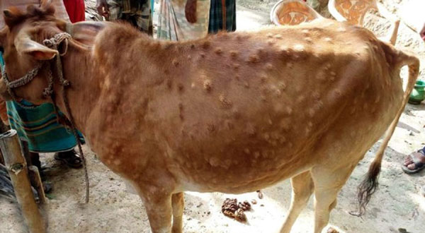 আমতলীতে গরুর লাম্পি স্কিন রোগের প্রাদুর্ভাব!