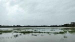 <small>দুশ্চিন্তায় ৩০ হাজার কৃষক পরিবার </small> আমতলীতে পানির নিচে আউশের খেত ও আমনের বীজতলা