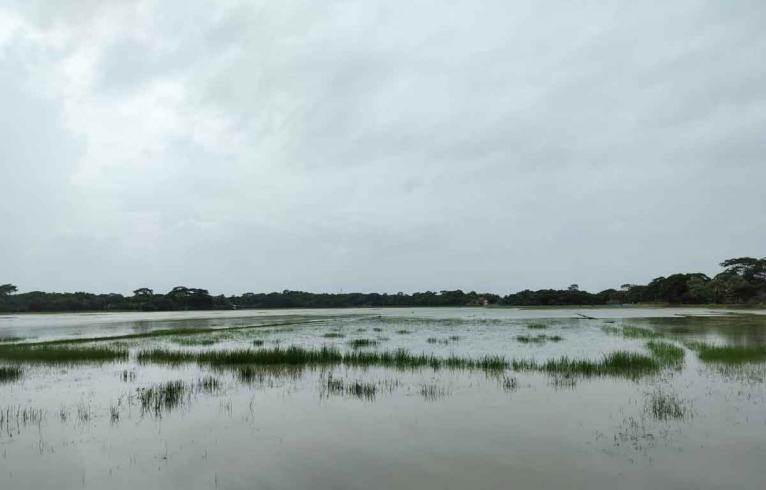 এভাবেই পানির নিচে ডুবে রয়েছে আউশের ক্ষেত