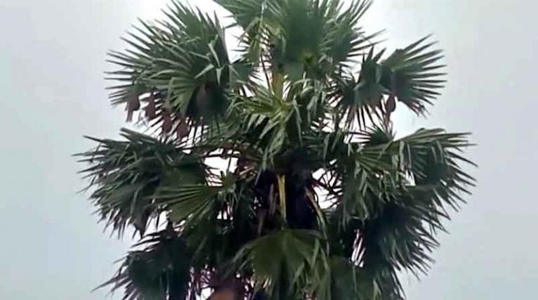 তালগাছে বাবুই পাখির বাসা ফের বসালো বন বিভাগ