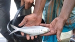 কলাপাড়ায় ইউএনও বাংলোর পুকুরে সামুদ্রিক ইলিশ ও তাড়িয়াল!