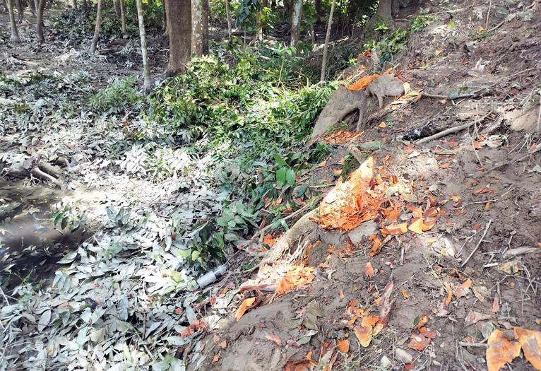 আমতলীতে বন্যা নিয়ন্ত্রণ বাঁধের গাছ কেটে সাবাড়