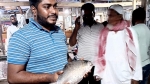 কুয়াকাটায় একটি ইলিশ বিক্রি ৬ হাজার টাকায়