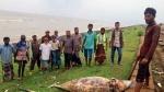 কুয়াকাটা সৈকতে ভেসে এলো মৃত ডলফিন