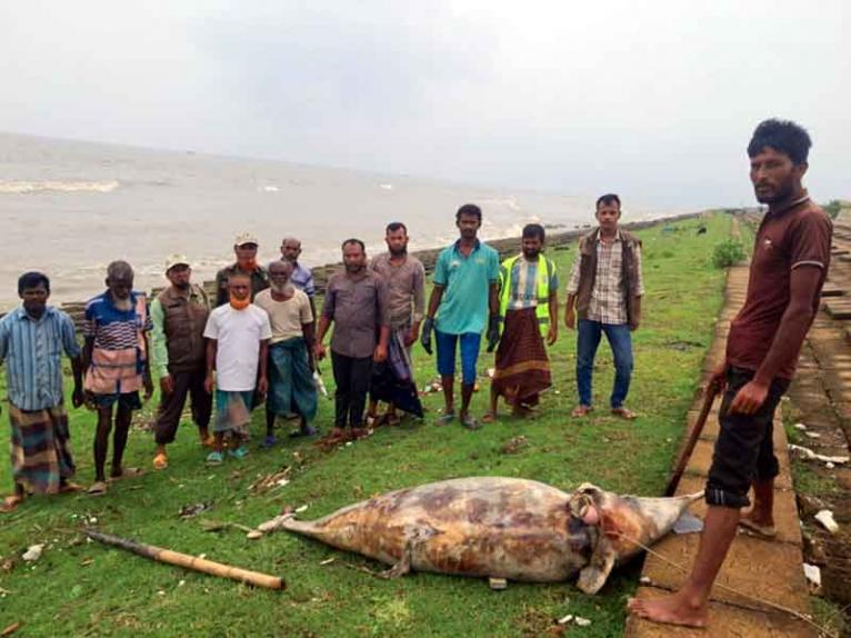 কুয়াকাটা সৈকতে ভেসে এলো মৃত ডলফিন
