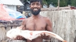 <small> ভাগাভাগি করে খেলেন নিজেরা </small> কুয়াকাটায় জালে ধরা পড়ল ১৫ কেজির পাঙ্গাস