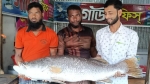 কুয়াকাটায় ২৪ কেজির কোরাল মাছ বিক্রি হলো ৩৬ হাজার টাকায়