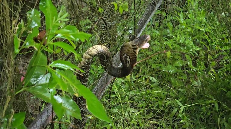 কুয়াকাটায় ঘরের পাশে আটকা বিষধর পদ্মগোখরা