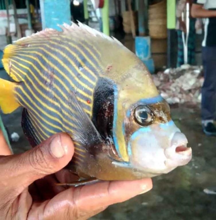 বিরল প্রজাতির অ্যাঞ্জেলফিশ