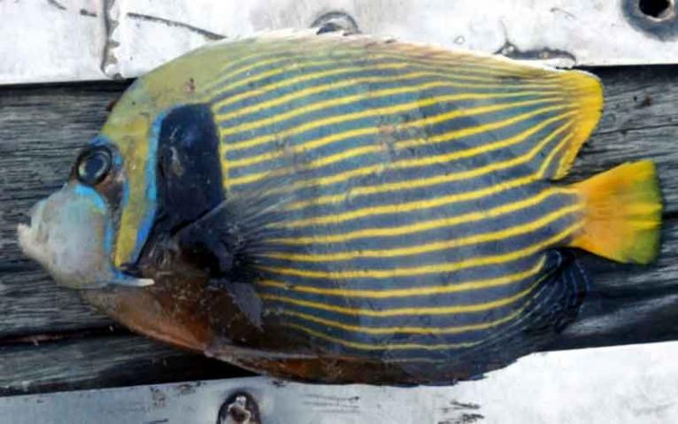 বিরল প্রজাতির অ্যাঞ্জেলফিশ