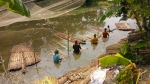 সালথায় পাট কাটায় ব্যস্ত কৃষক, ন্যায্যমূল্য না পেয়ে হতাশা