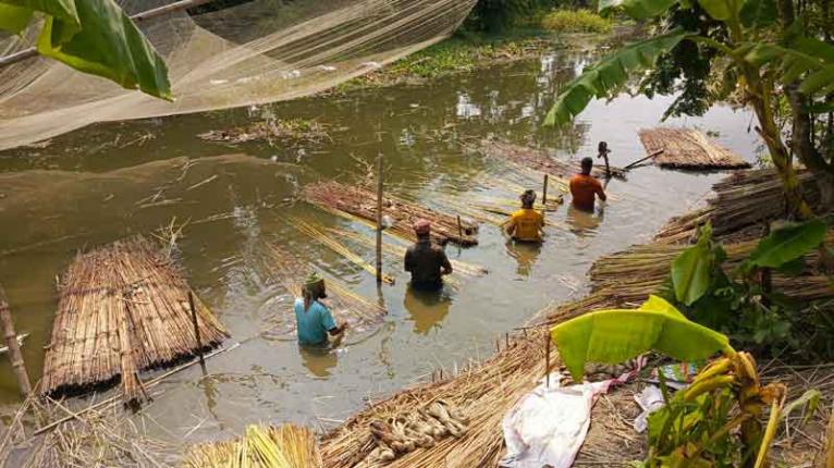 সালথায় পাট কাটা ও আঁশ ছাড়ানোর কাজে ব্যস্ত সময় যাচ্ছে কৃষক-কৃষাণীর