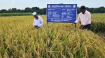 চাঁপাইনবাবগঞ্জে বিনা-১৯ ও ২১ ধানের মাঠ দিবস
