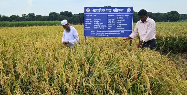 চাঁপাইনবাবগঞ্জে বিনা-১৯ ও ২১ ধানের মাঠ দিবস