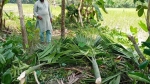 ইন্দুরকানীতে পূর্বশত্রুতায় শতাধিক গাছ কাটার অভিযোগ