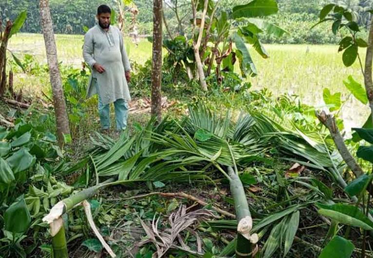 ইন্দুরকানীতে পূর্ব শত্রুতায় শতাধিক গাছ কাটার অভিযোগ