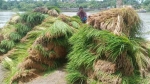 কাউখালীতে আমন চারার ভাসমান হাট