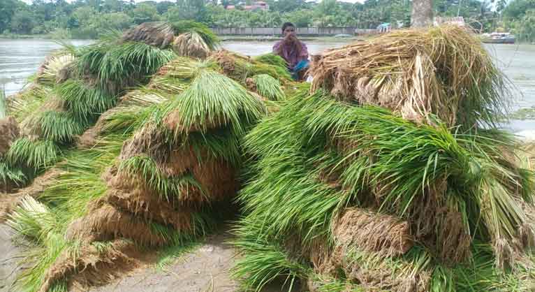 কাউখালীতে আমন চারার ভাসমান হাট