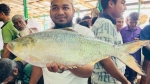 মহিপুরে এক ইলিশ বিক্রি ১৪ হাজার টাকায়!