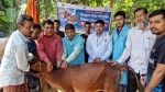 গৌরনদীতে বিনামূল্যে গরুর লাম্পি স্কিন ডিজিজ রোগের টিকা প্রদান
