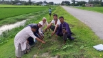 কুয়াকাটায় বাতিঘরের উদ্যোগে ৫ শতাধিক তালের বীজ রোপণ