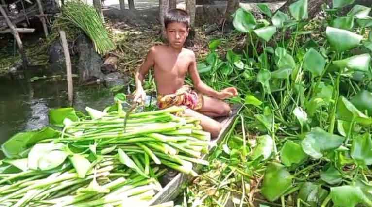 নাজিরপুরে কচুরিপানার ডগায় আয় হচ্ছে বৈদেশিক মুদ্রা, রপ্তানি হচ্ছে ২৫টি দেশে