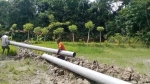 চরফ্যাশনে প্রশাসনের উদ্যোগে পানিবন্দী জমিতে আবার আমনের আবাদ
