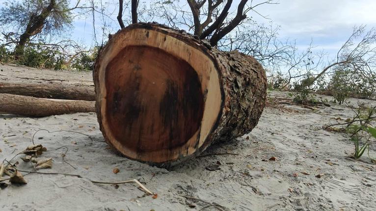 কুয়াকাটার বনাঞ্চল উজাড়, পরিবেশের ভারসাম্য হুমকিতে