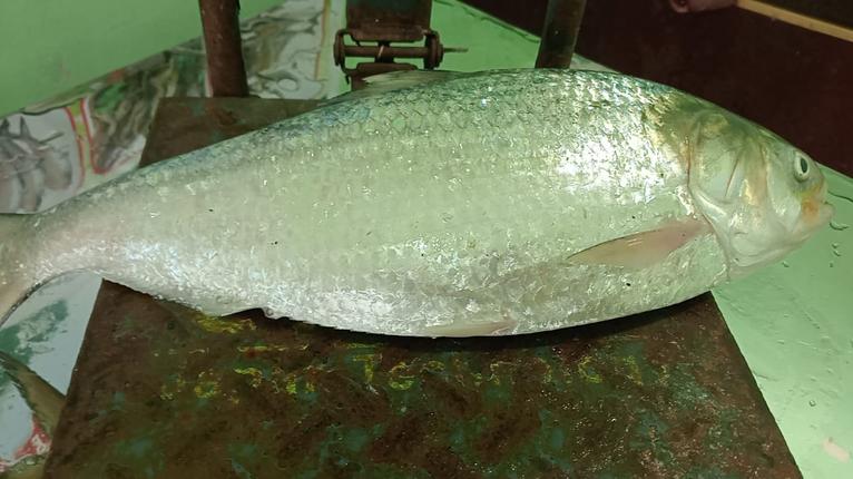 কুয়াকাটায় আড়াই কেজির ইলিশ বিক্রি প্রায় ৯ হাজারে!