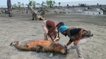 কুয়াকাটা সৈকতে ভেসে এসেছে মৃত ডলফিন