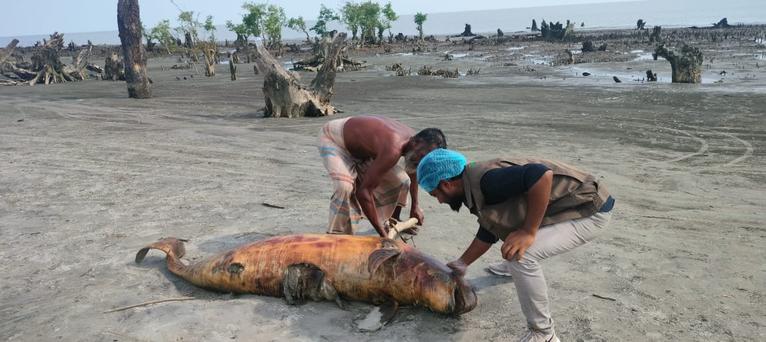 কুয়াকাটা সৈকতে ভেসে এসেছে মৃত ডলফিন
